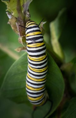 Berks County 'deki yeşil bir fabrikada siyah, sarı ve beyaz çizgili bir kral kelebeği tırtılı.