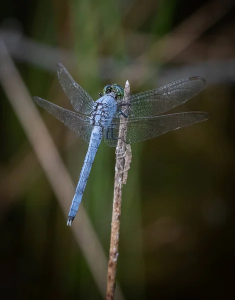 Plan Vertical Une Libellule Dasher Bleue Dans Son Habitat Naturel — Photo