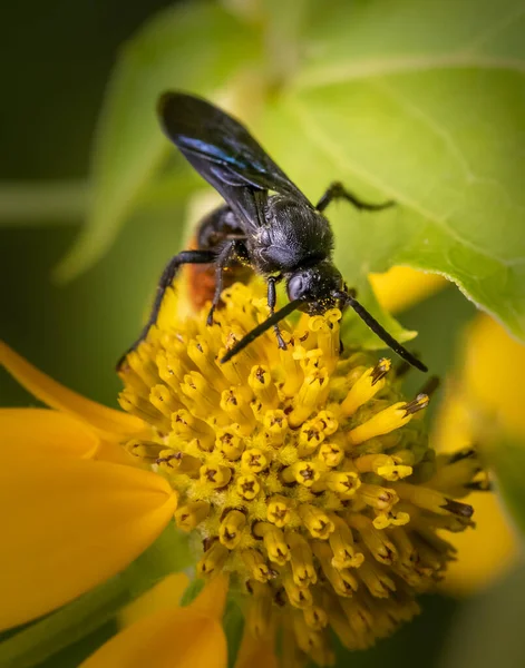 Une Guêpe Creuseuse Sur Dessus Une Marguerite Jaune Sur Fond — Photo