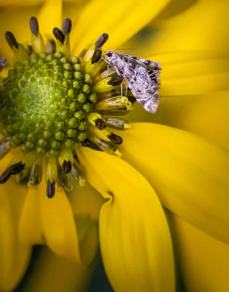 雄大な黄色の花の緑の中心近くに立つ小さな白いユリの蛾 — ストック写真