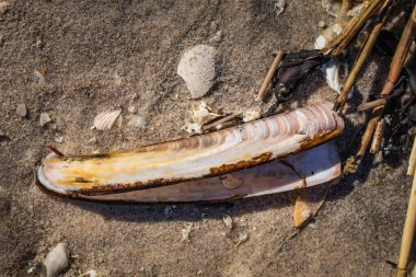 Jersey sahilindeki kumsalda bulunan bir istiridye kabuğunun hayat boyu çekilmiş hali.