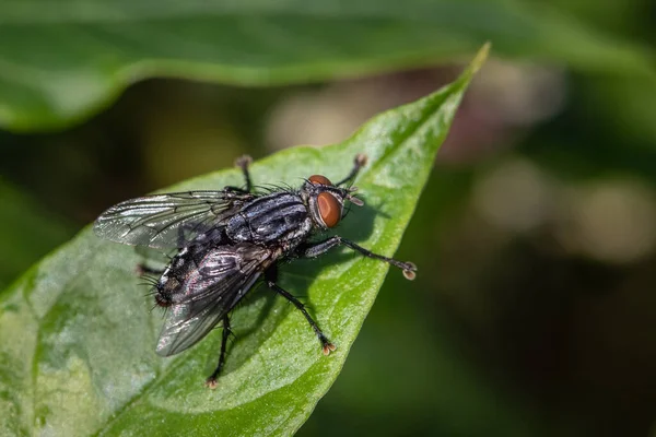 Close Housefly Leaf Natural Background — Stock Photo, Image