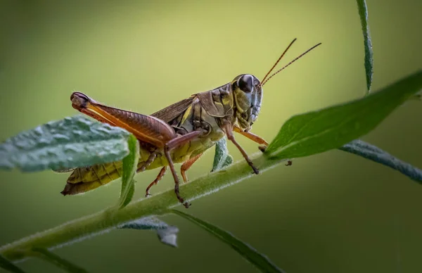 Grasshopper Holds Green Plant Meadow Berks County Summer — Stock Photo, Image