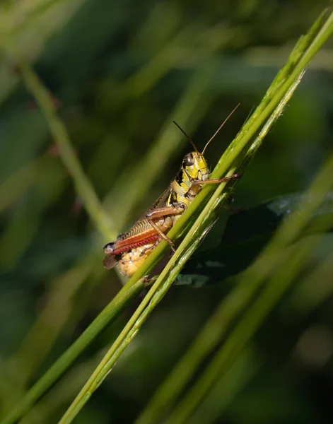 Grasshopper Peers Back Photographer Summer Meadow Eastern Pennsylvania — Stock Photo, Image