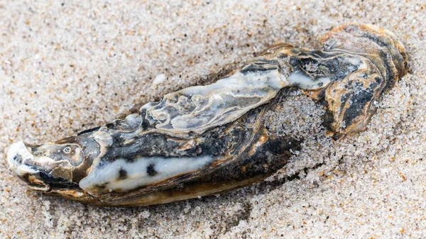 在泽西海岸海滩上发现的牡蛎壳静止不动 图库图片
