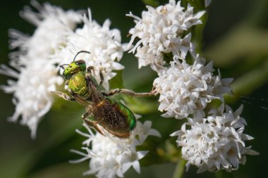 An iridescent green sweat bee feeding on small white flowers in a Pennsylvania meadow clipart
