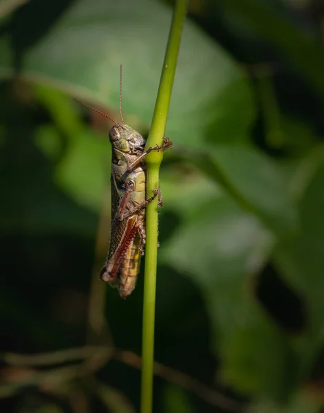 Grasshopper Holds Thin Reed Pennsylvania Meadow — Stock Photo, Image