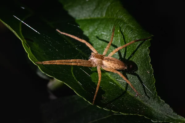 Uma Aranha Água Jangada Agarra Uma Folha Verde Larga Fora — Fotografia de Stock