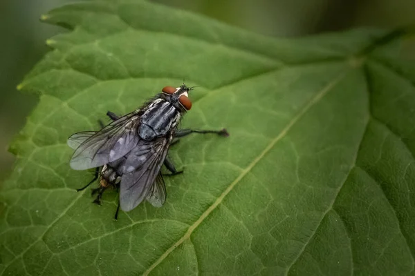 Housefly Rests Some Leaves Pennsylvania Meadow — Stock Photo, Image