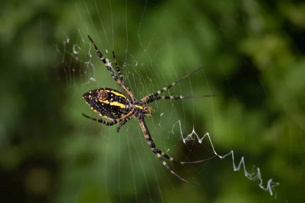一只圆锥形织造的蜘蛛在模糊的绿色背景下穿过它的丝质陷阱 — 图库照片