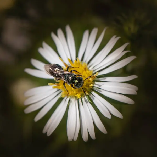Поті Бджола Харчується Білою Ромашкою Жовтим Центром — стокове фото