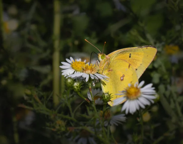 An orange sulphur butterfly feeding on a couple of white daisies in a Pennsylvania meadow