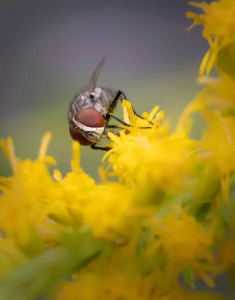 Großaufnahme Einer Stubenfliege Die Über Einem Ständer Mit Kleinen Gelben — Stockfoto