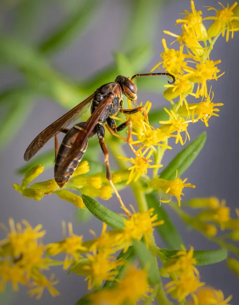 Une Guêpe Papier Nourrit Sur Bouquet Petites Fleurs Jaunes — Photo