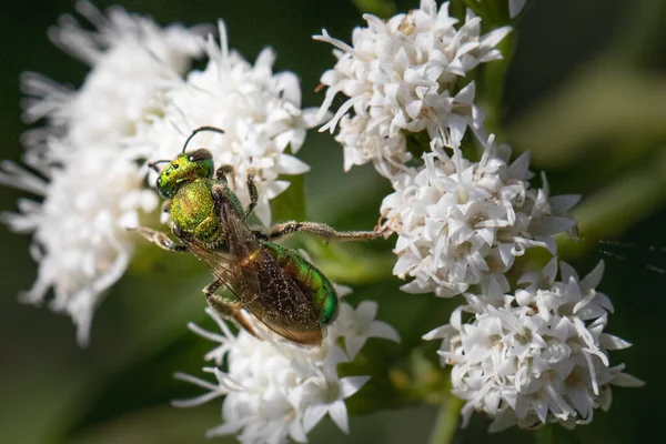 宾夕法尼亚州的一个草地上 一只艳丽的绿汗蜂在小白花上觅食 — 图库照片