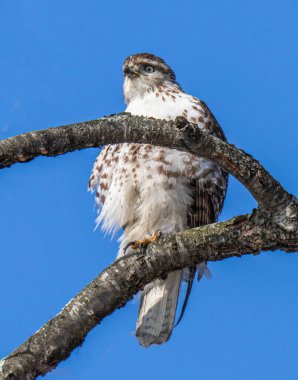 Ağaç dalına oturmuş bir sonraki avını bekliyor.
