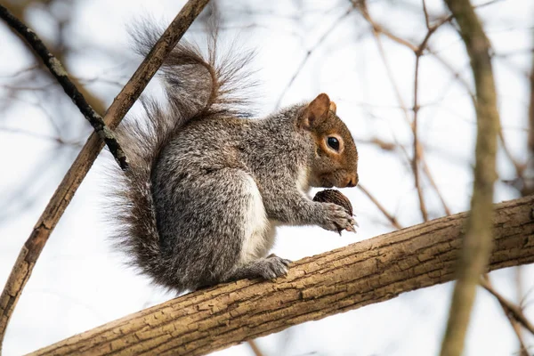 Ein Rotes Eichhörnchen Steht Auf Einem Ast Und Untersucht Einen — Stockfoto