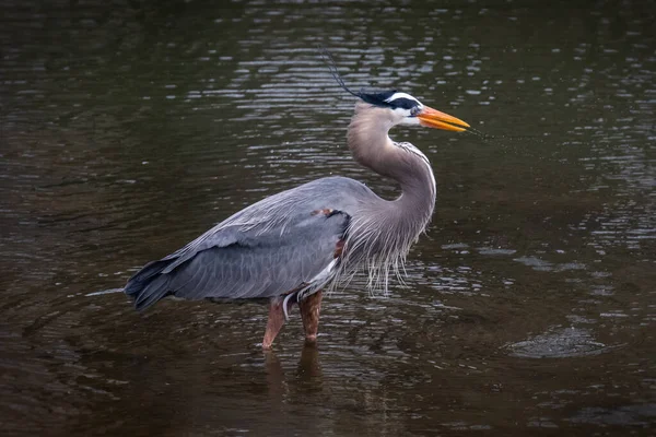 Ein Großer Blaureiher Auf Der Suche Nach Allem Sich Wasser — Stockfoto