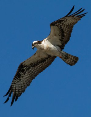 Uçan bir balık balığı, bir sonraki kurbanını ararken başımızın üstünde süzülür.