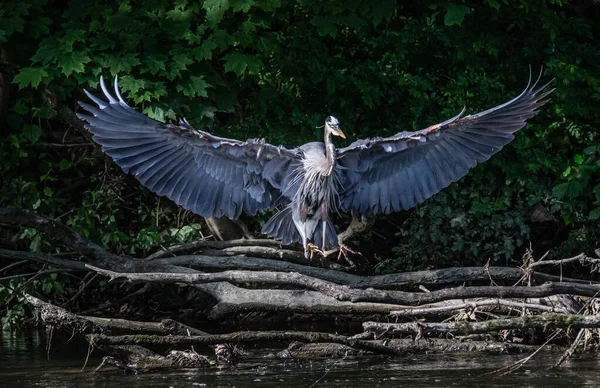 Uma Grande Garça Azul Realiza Uma Aterrissagem Impecável Com Asas — Fotografia de Stock