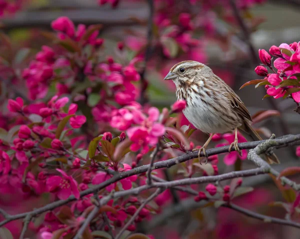 Moineau Chanteur Dresse Sur Une Branche Entourée Fleurs Pommier Rouge Images De Stock Libres De Droits