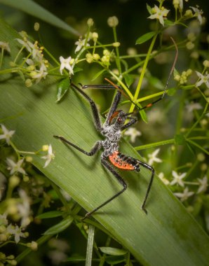 Bir suikast böceği yaz otlağındaki küçük beyaz çiçeklerin arasında