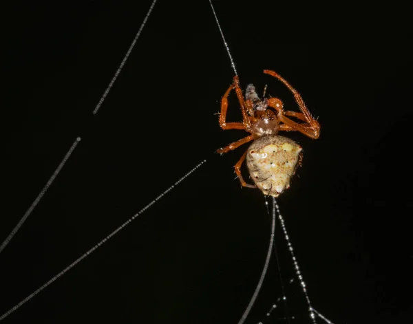 在满是露珠的丝线上的大理石织女蜘蛛的画像 — 图库照片