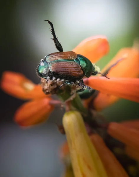 一只日本甲虫骑在一朵明亮的橙花上 在它上面抬起一条腿 — 图库照片