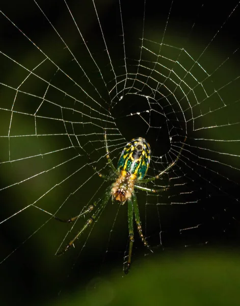 靠近一只正在宾夕法尼亚公园等待下一餐的果园蜘蛛 — 图库照片
