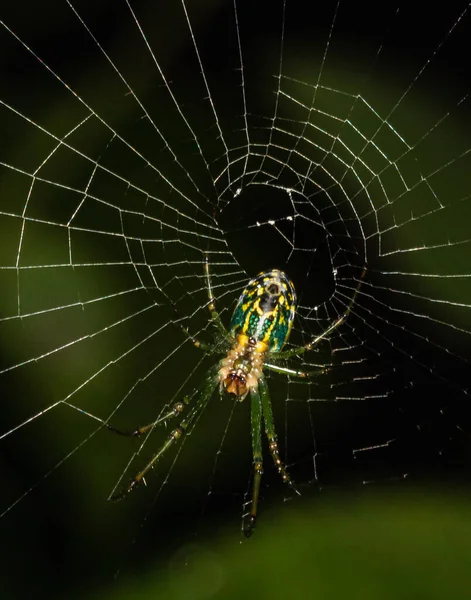 Nahaufnahme Einer Streuobstspinne Die Einem Park Pennsylvania Auf Ihre Nächste — Stockfoto