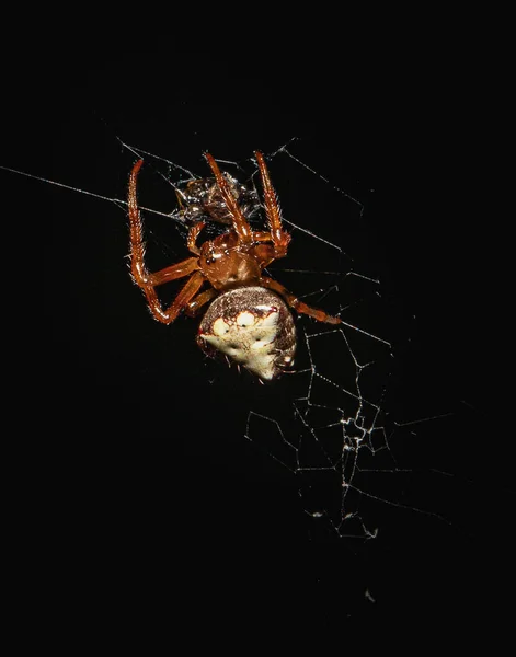 Retrato Una Araña Tejedora Orbweaver Mármol Trabajando Para Conseguir Tela —  Fotos de Stock