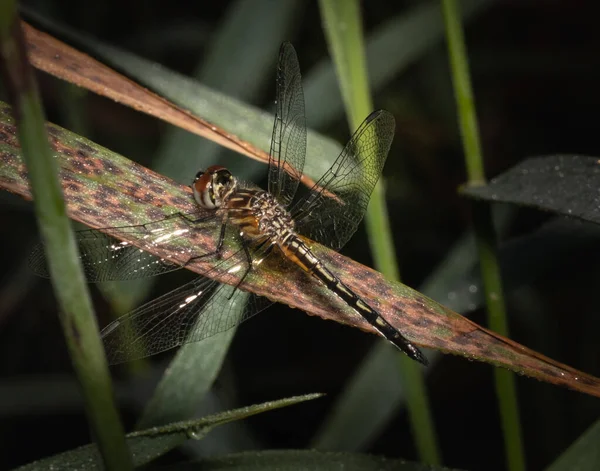 Sandddragon Dragonfly Midst Thicket Sawgrass Eastern Pennsylvania — Stock Photo, Image