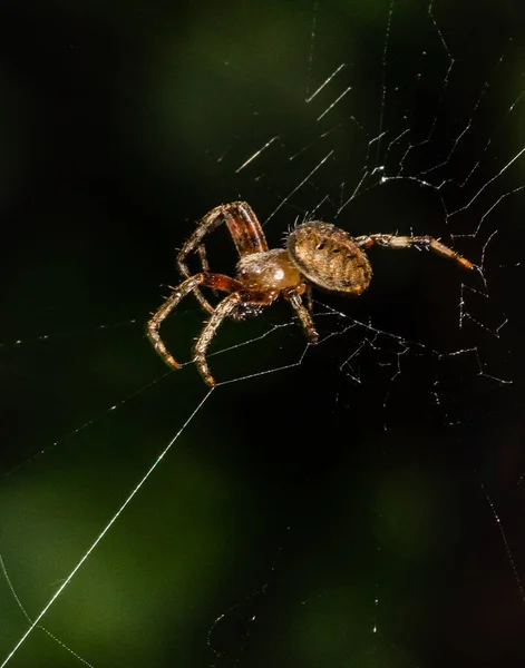 Fechar Uma Aranha Furrow Girando Sua Web Contra Fundo Natural — Fotografia de Stock