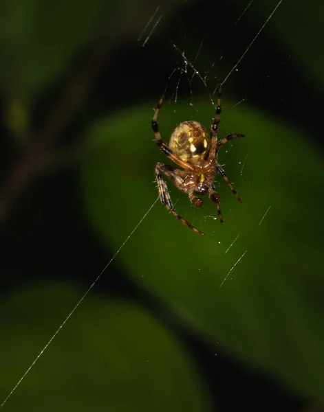 在宾夕法尼亚州的一个草地上 一只乌鸦蜘蛛在它的网络上接近它 — 图库照片