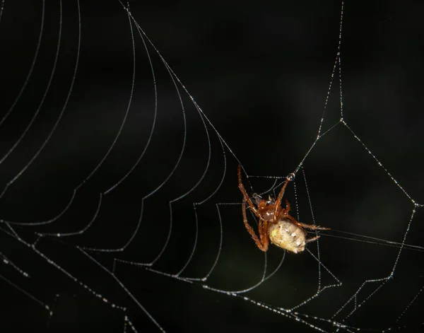 Une Araignée Orbtisseuse Marbrée Travaille Diligemment Réparer Son Piège Soie — Photo