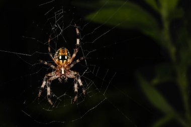 Close up of a Furrow Spider waiting in its web in a Pennsylvania meadow in summer clipart