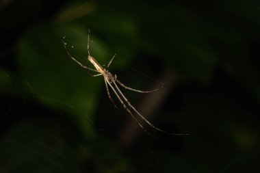 Uzun çeneli bir orbweaver örümceği, bulanık, koyu bir arka plana karşı baş aşağı asılı duruyor.