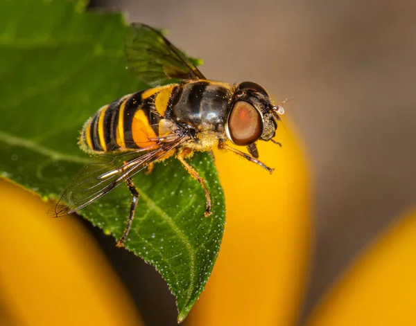 Portrait Vol Stationnaire Reposant Sur Une Feuille Sur Fond Naturel — Photo