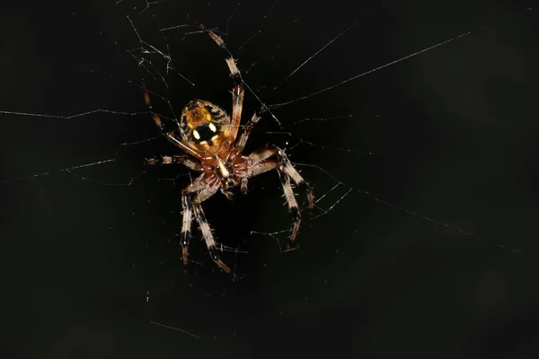 Muotokuva Furrow Spider Sen Web Pennsylvania Niitty Kesällä — kuvapankkivalokuva