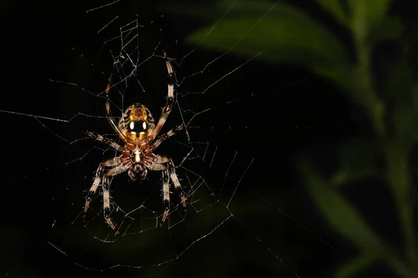 在宾夕法尼亚的一个草地上 一只乌鸦蜘蛛在它的网中等待着 — 图库照片