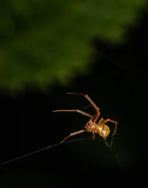 Una Araña Tejedora Orbweaver Mármol Repara Tela Contra Fondo Natural —  Fotos de Stock