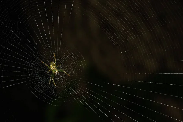 초원에 거미집 중앙에 과수원을 — 스톡 사진