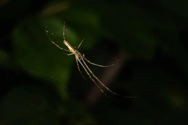 Dlouhá Čelist Orbweaver Pavouk Visí Vzhůru Nohama Své Pavučině Tmavém — Stock fotografie