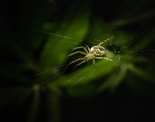 초원에서 과수원을 거미줄을 이용하여 일하는 — 스톡 사진