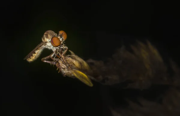 强盗苍蝇栖息在植物上 用它的复眼观察事物 — 图库照片