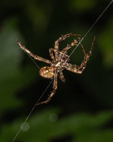 Primer Plano Una Araña Surco Web Prado Pensilvania Verano —  Fotos de Stock