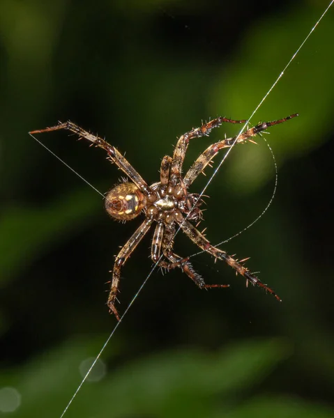 Primer Plano Una Araña Surco Web Prado Pensilvania Verano —  Fotos de Stock