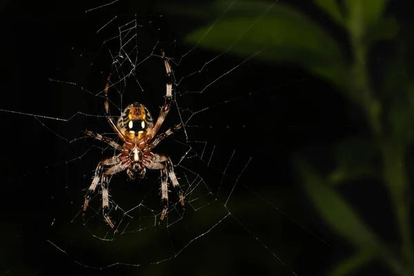 Gros Plan Sillon Spider Attendant Dans Toile Dans Une Prairie Photos De Stock Libres De Droits