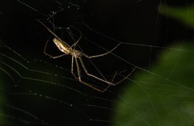 Uzun çeneli bir orbweaver örümceği bulanık doğal bir arkaplan önünde baş aşağı çalışır.