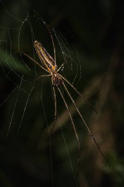 Uzun çeneli orbweaver örümceği, bulanık doğal bir arkaplan önünde ağıyla çalışır.